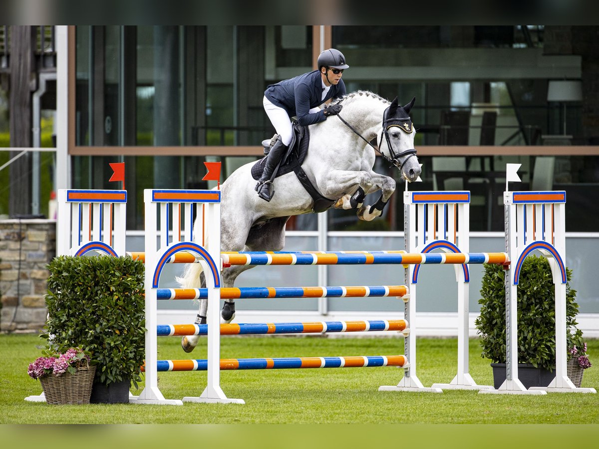 KWPN Hengst in Celle
