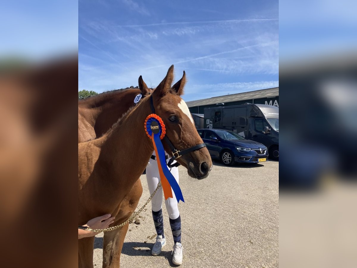 KWPN Hengst Veulen (05/2025) 169 cm Bruin in Woerden