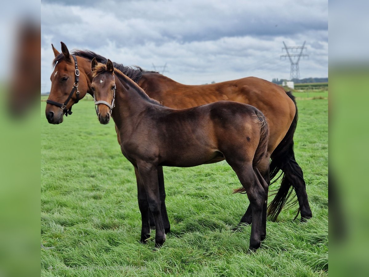 KWPN Hengst Veulen (05/2025) 170 cm Bruin in Oosterwolde Gld