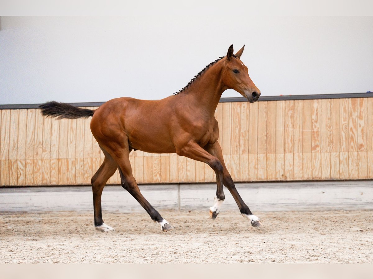 KWPN Hengst Veulen (01/2025) 170 cm Bruin in Lunteren