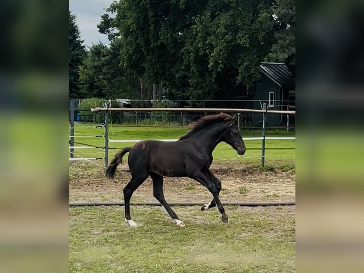 KWPN Hengst Veulen (04/2025) 170 cm Zwartbruin in M&#xF6;nchengladbach