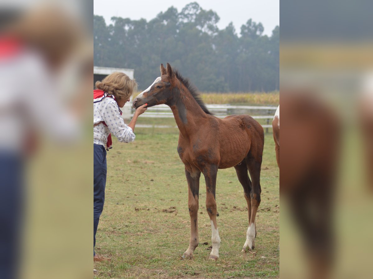 KWPN Hengst veulen (08/2024) 175 cm Appaloosa in Murtosa