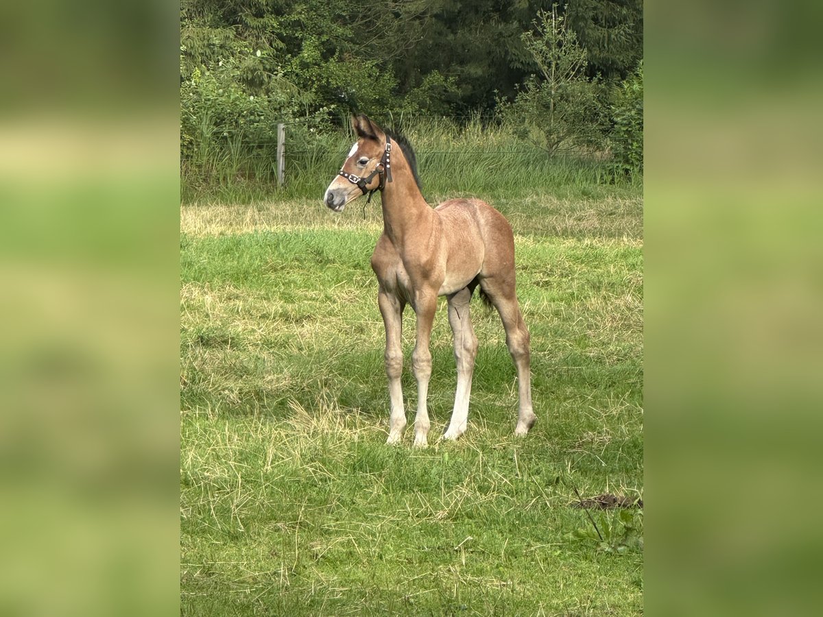 KWPN Hengst Veulen (07/2025) Brown Falb schimmel in Dwingeloo