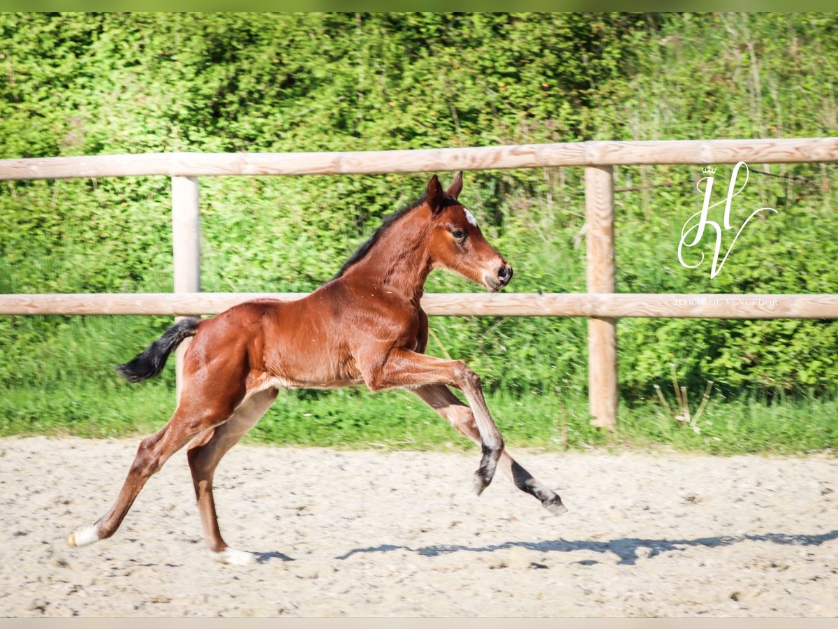 KWPN Hengst  Bruin in Marly-sous-Issy