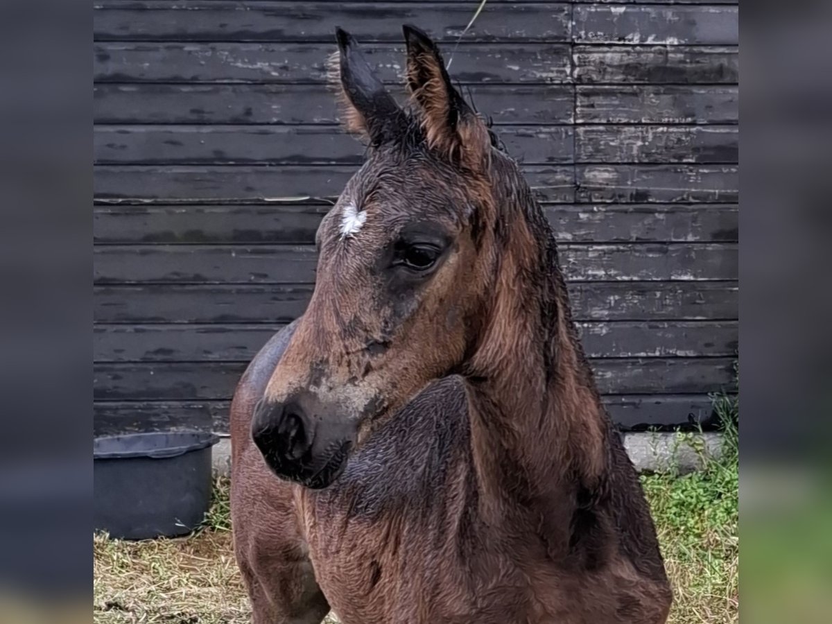 KWPN Hengst  Donkerbruin in Muiderberg