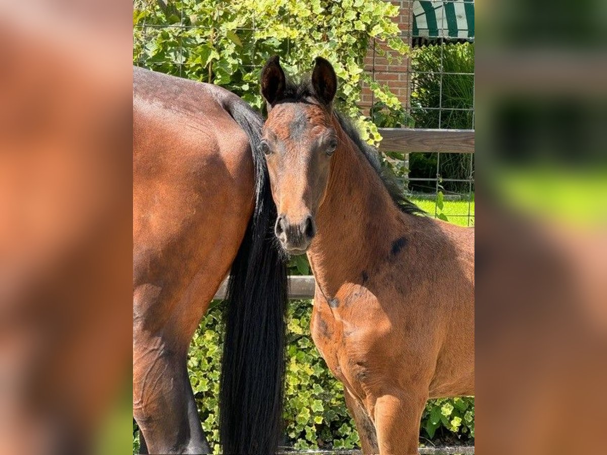 KWPN Hengst veulen (05/2024) Donkerbruin in Rijsenhout