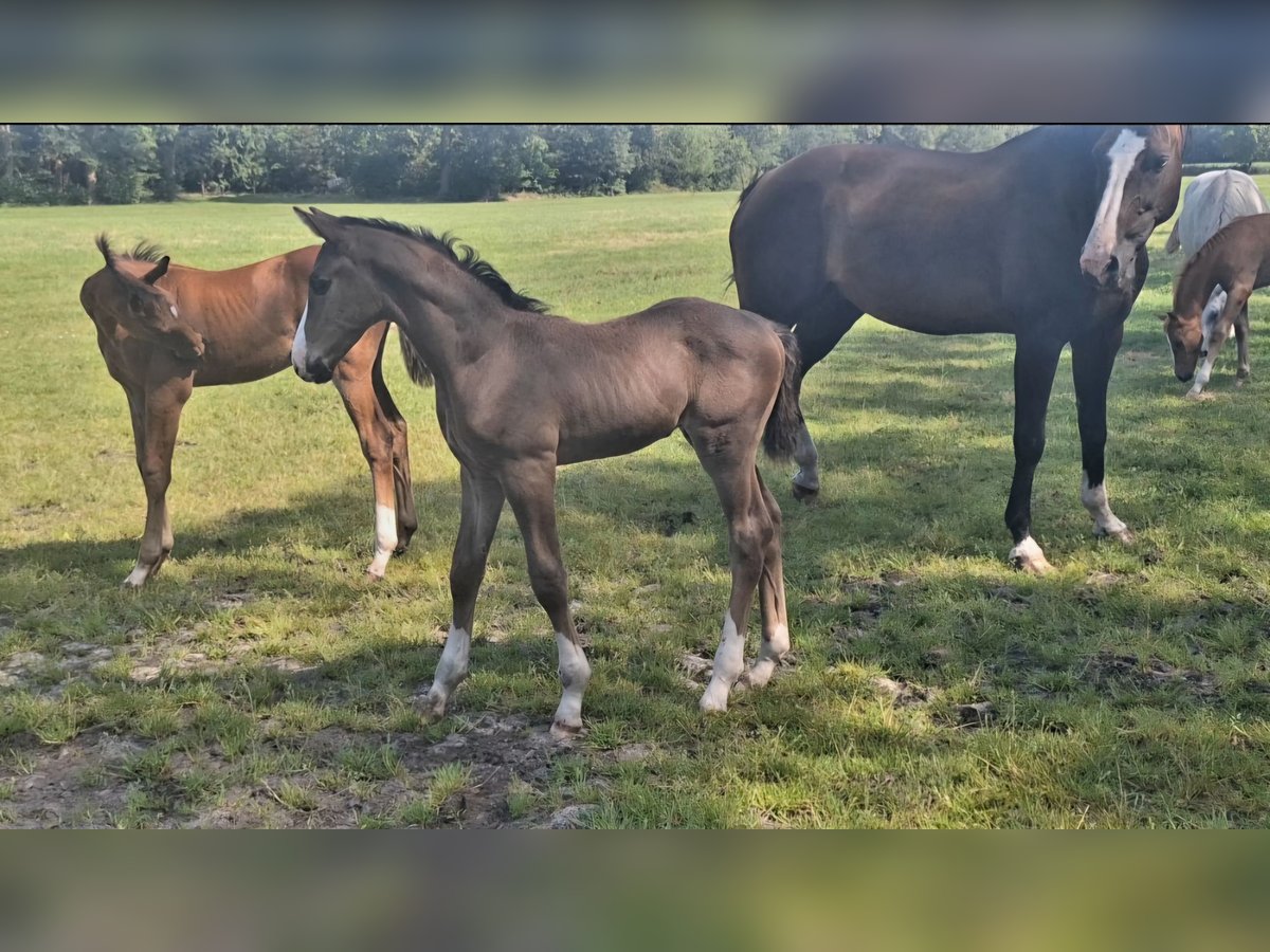 KWPN Hengst veulen (06/2024) Donkerbruin in Dwingeloo