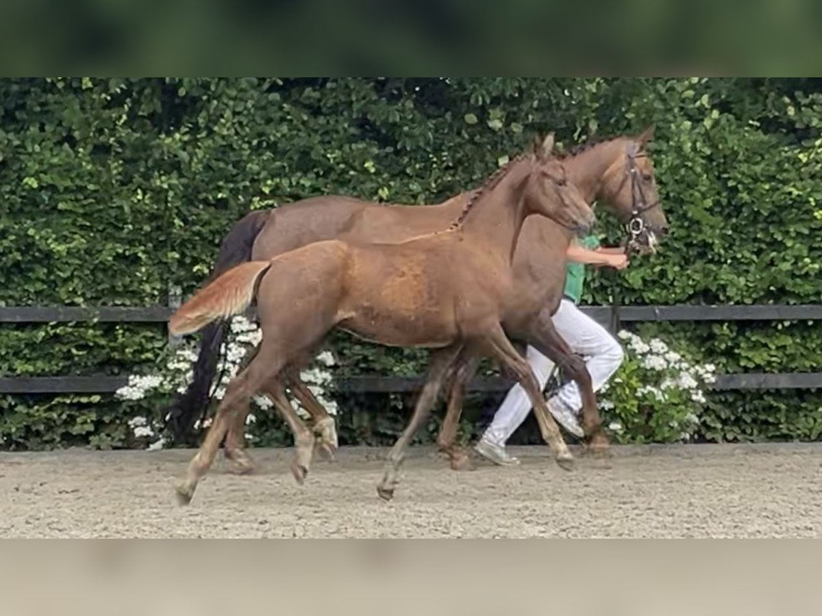 KWPN Hengst Veulen (03/2025) Donkere-vos in Feanw&#xE2;lden