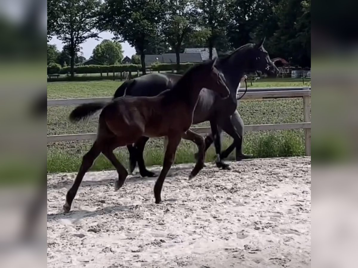 KWPN Hengst Veulen (04/2025) Zwart in Lutten