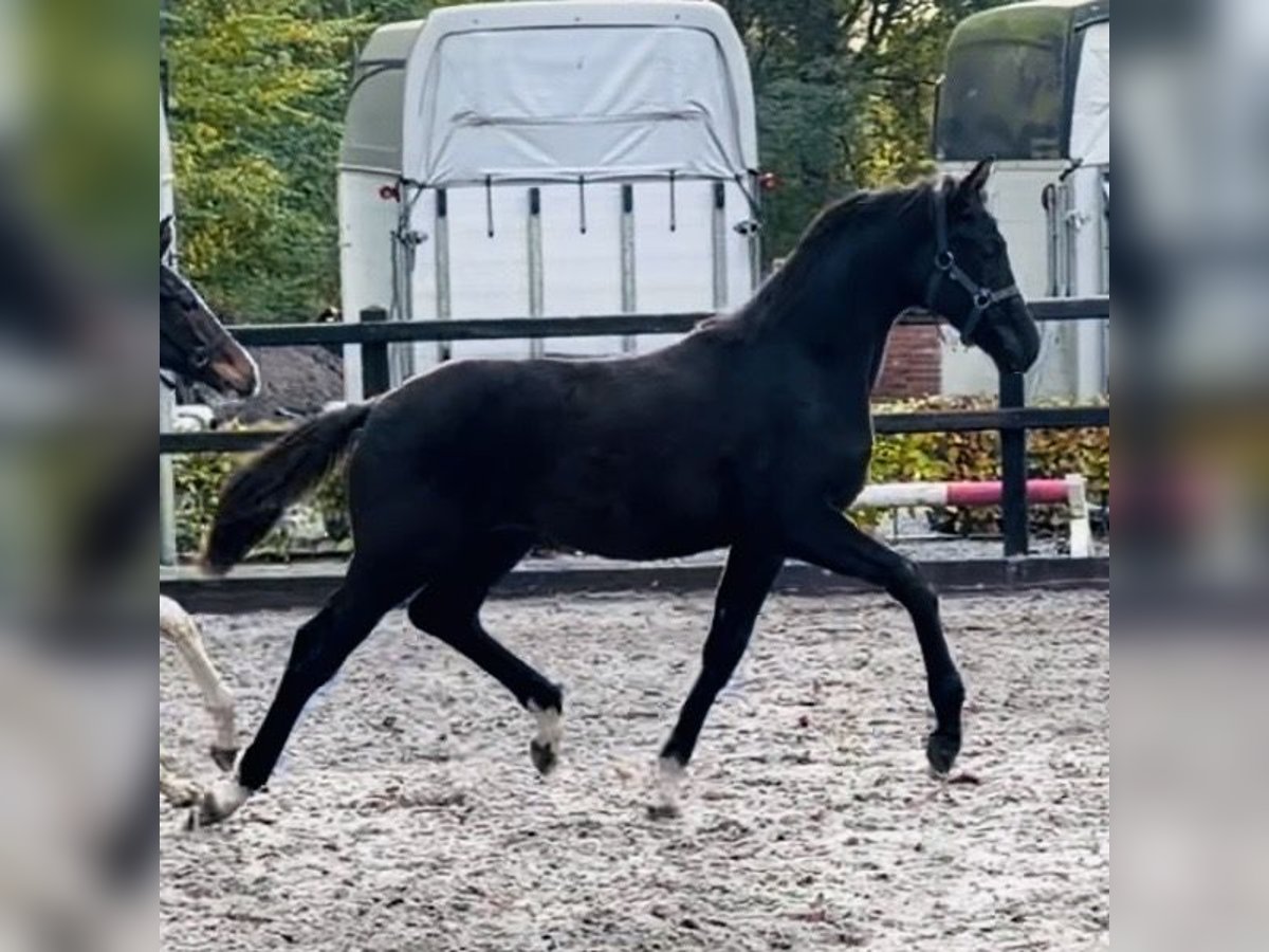 KWPN Hengst Veulen (04/2025) Zwart in Siddeburen
