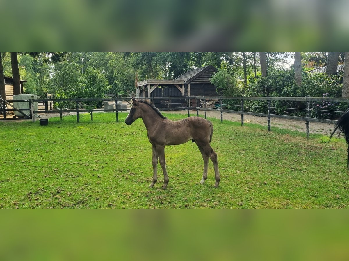 KWPN Hengst Veulen (06/2025) Zwartbruin in Ermelo