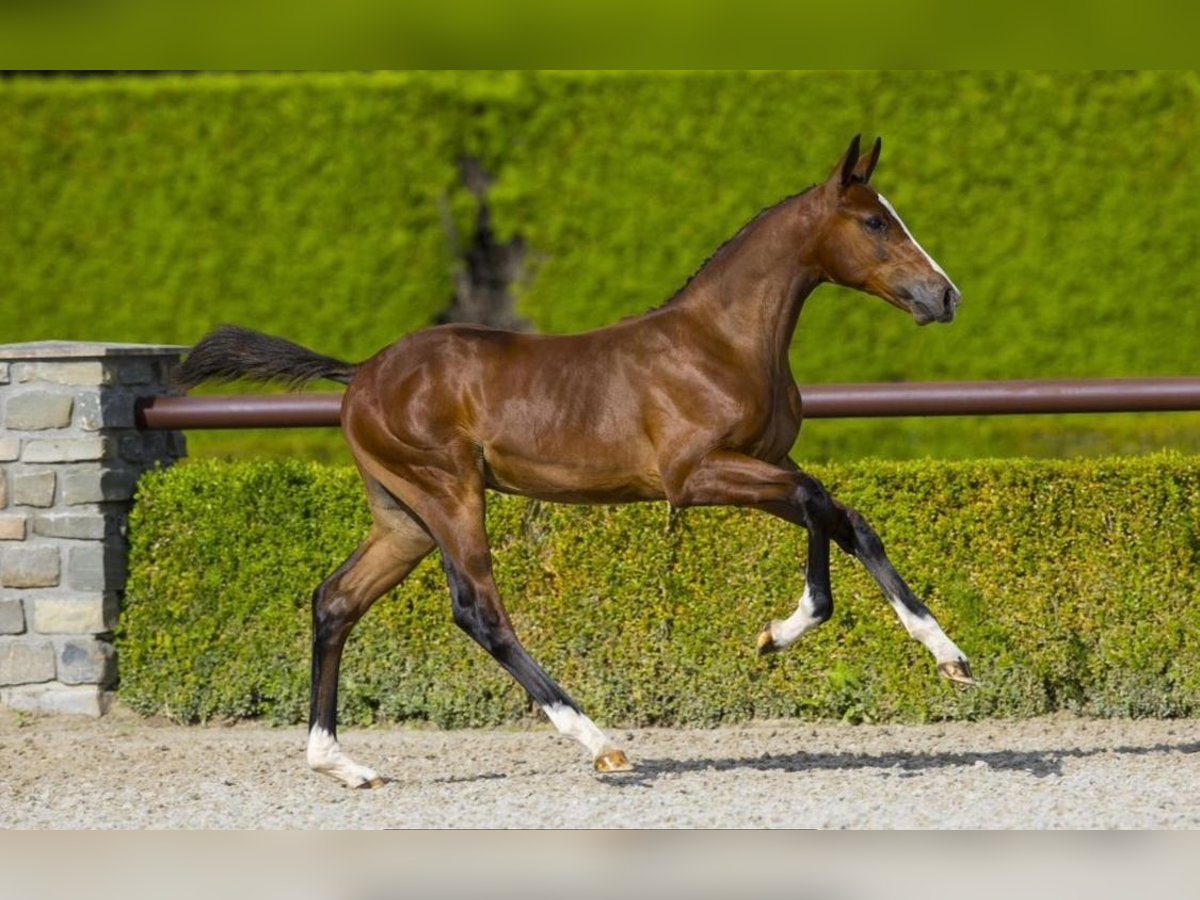 KWPN Hingst 1 år 155 cm Brun in Nuenen