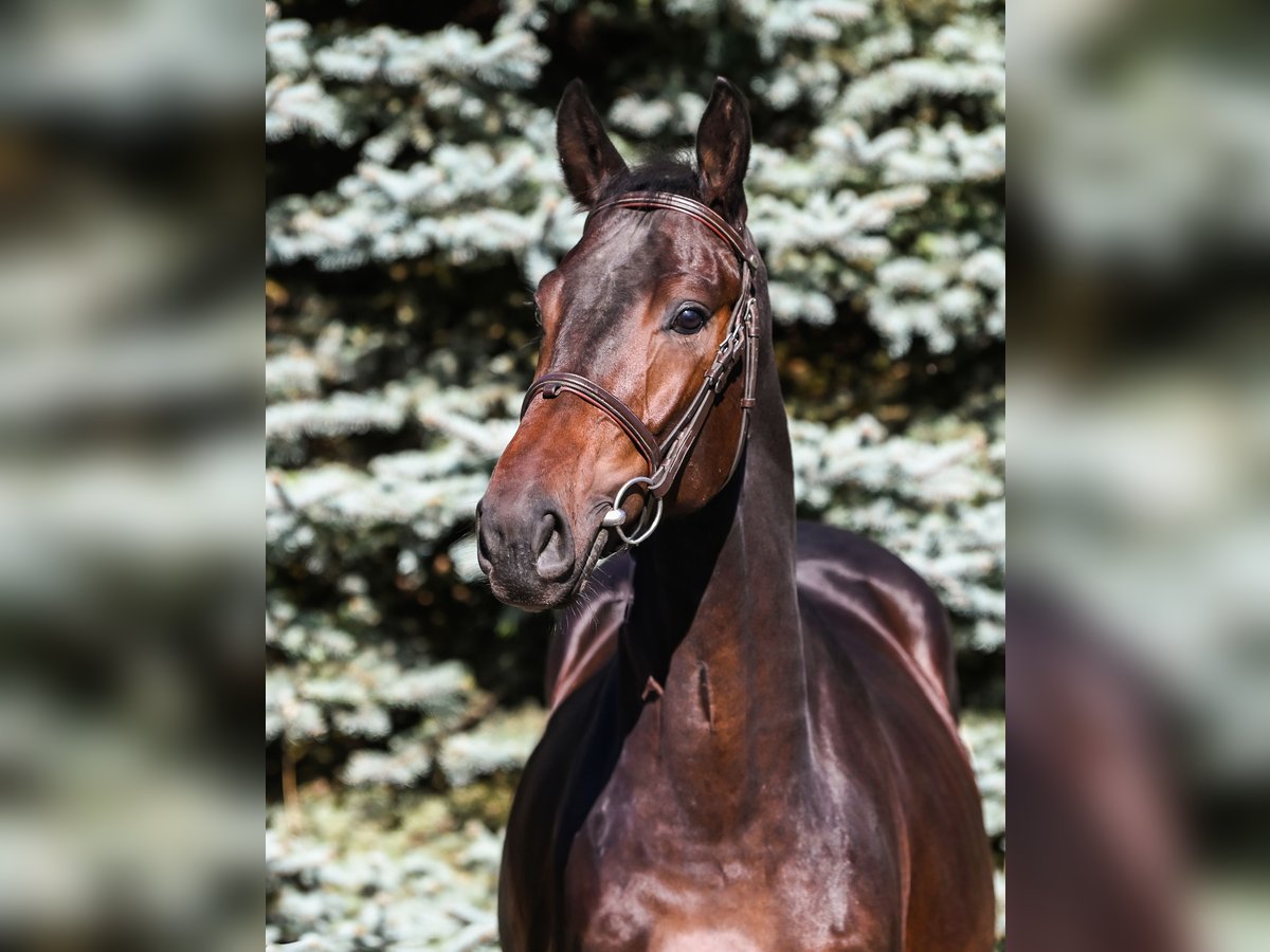 KWPN Hingst 2 år 162 cm Mörkbrun in Stary Gołębin