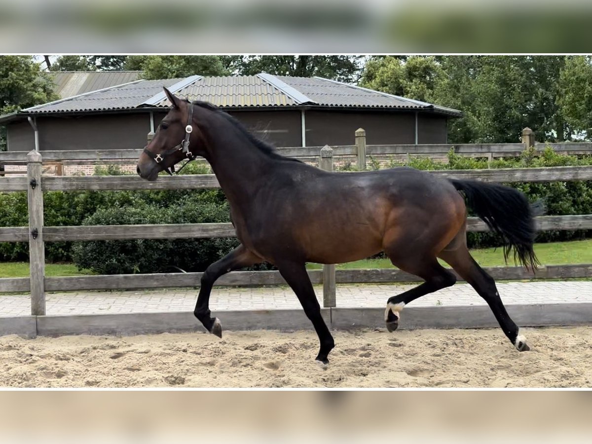 KWPN Hingst 2 år Brun in Kalmthout