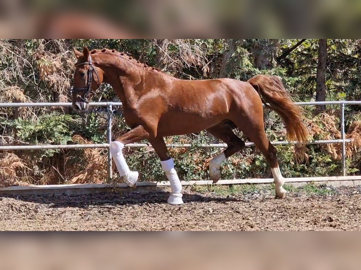 KWPN Hingst 3 år 162 cm Fux in Maastricht