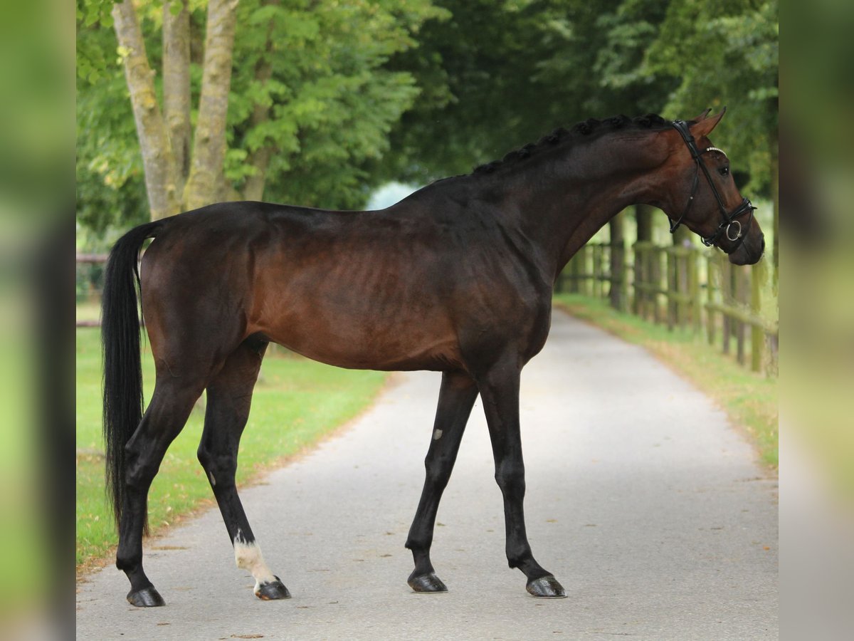 KWPN Hingst 3 år 168 cm Brun in Xanten