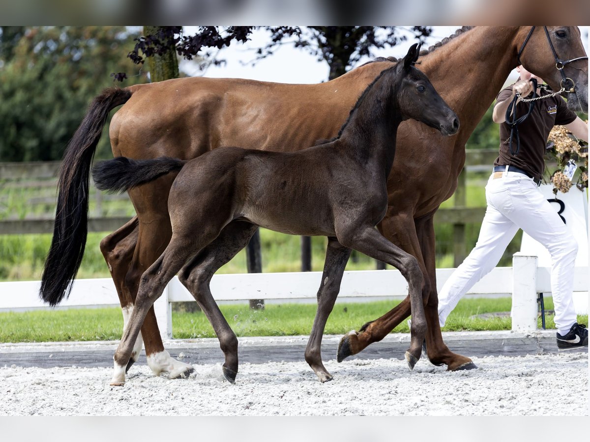 KWPN Hingst Föl (05/2024) 149 cm Svart in HEUVELLND