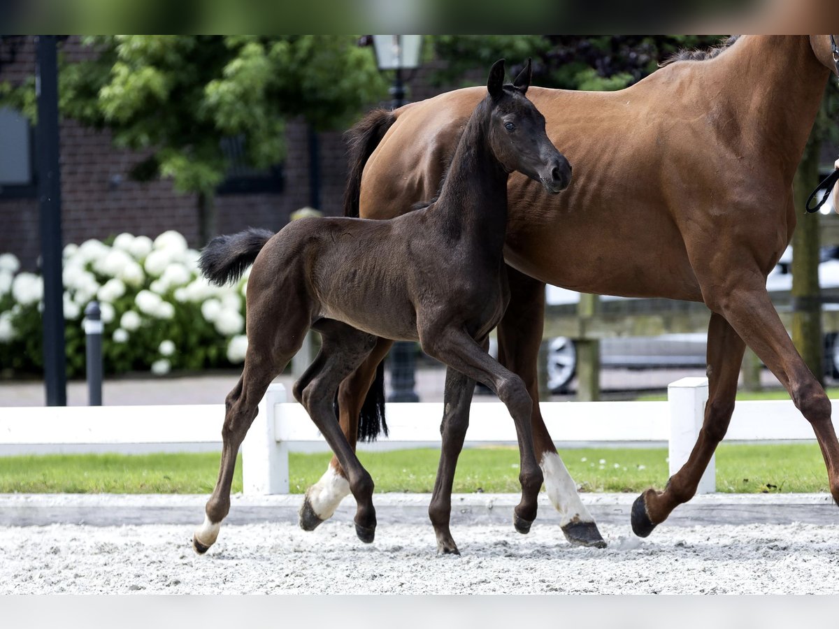 KWPN Hingst Föl (05/2024) 149 cm Svart in HEUVELLND