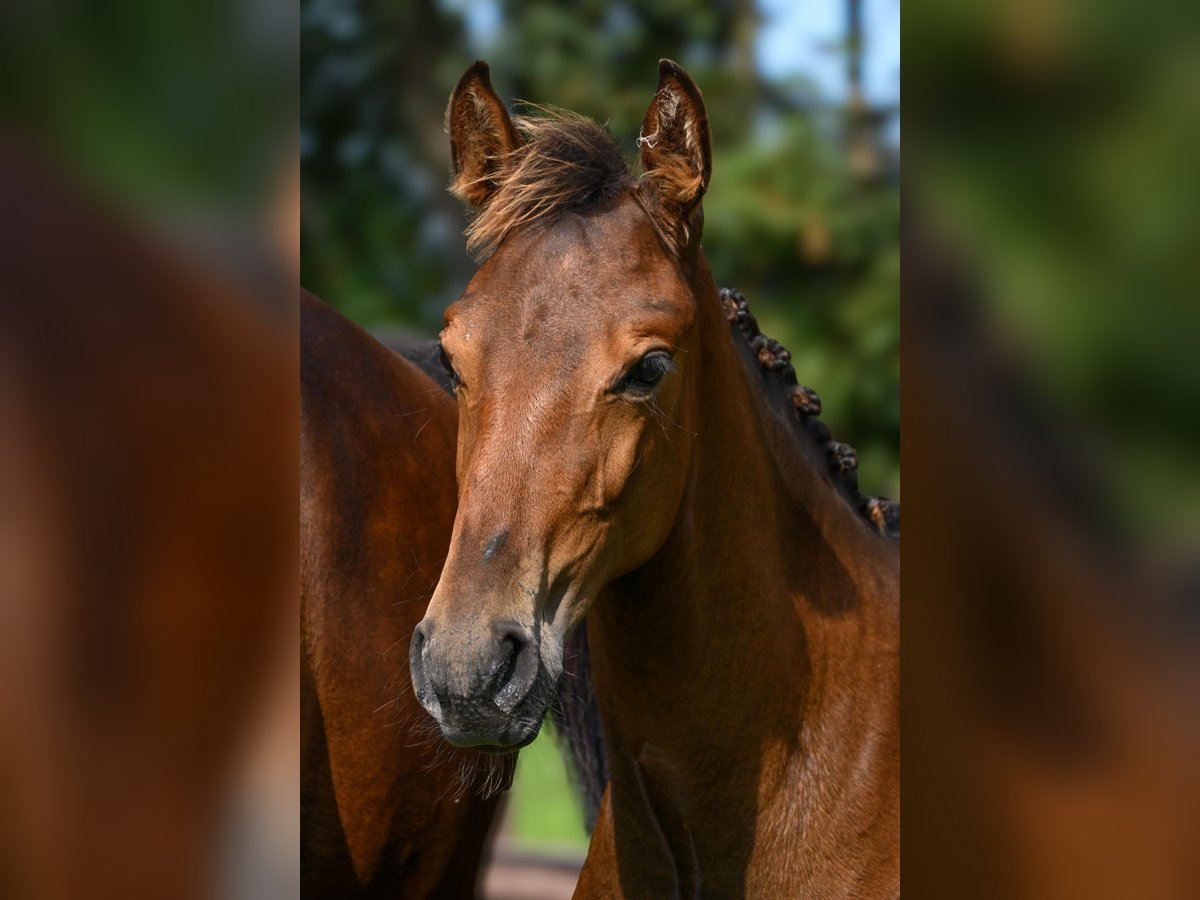 KWPN Hingst Föl (05/2024) 168 cm Mörkbrun in Broeksterwâld