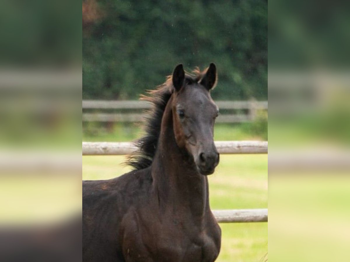 KWPN Hingst Föl (04/2024) 168 cm Rökfärgad svart in Rijnsburg