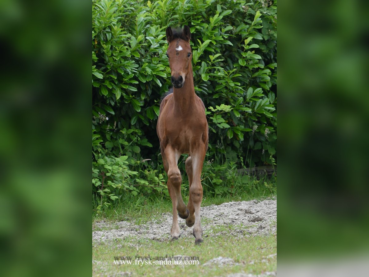 KWPN Hingst Föl (04/2024) 170 cm Brun in Mijnsheerenland