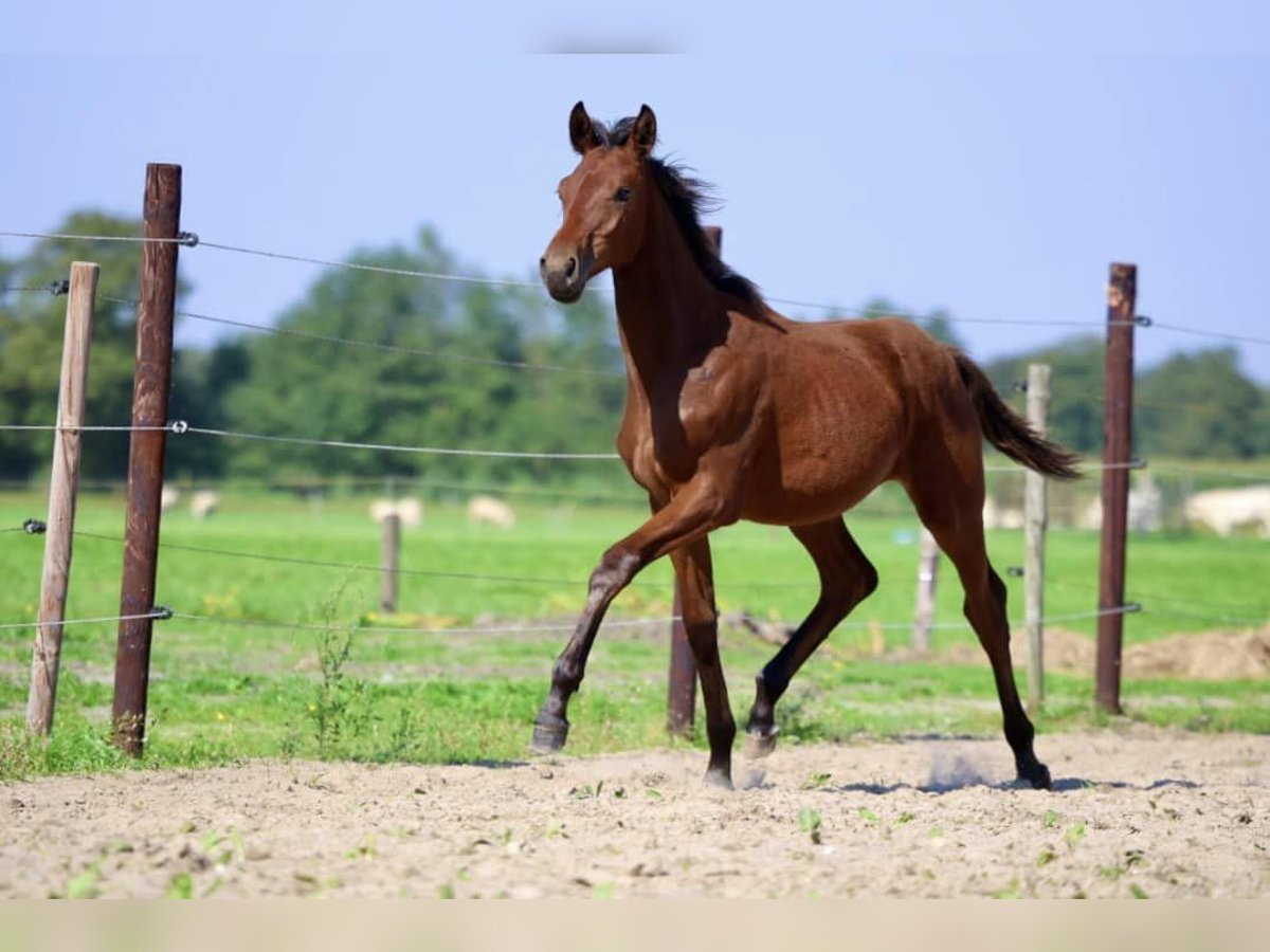 KWPN Hingst Föl (03/2024) 170 cm Brun in Elim