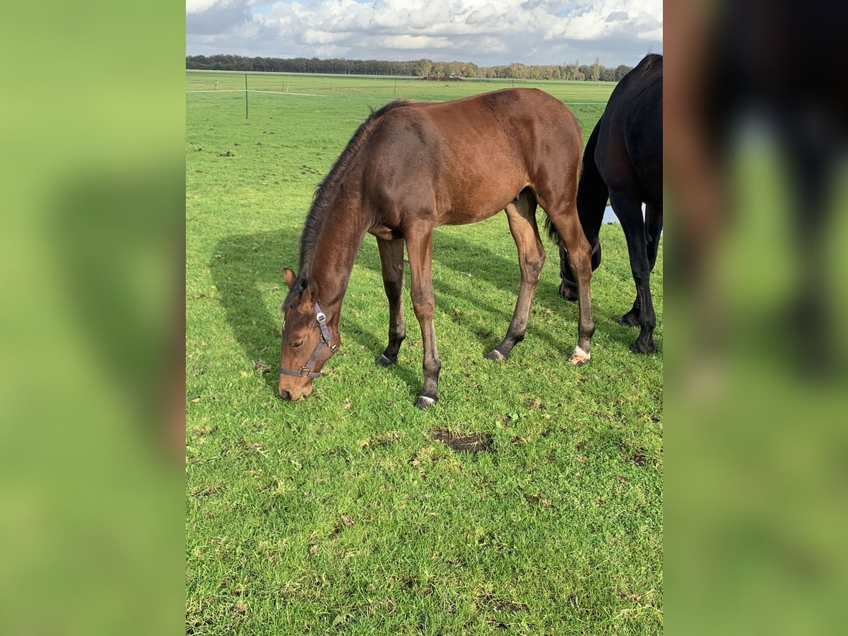 KWPN Hingst Föl (04/2024) 170 cm Brun in Balkbrug