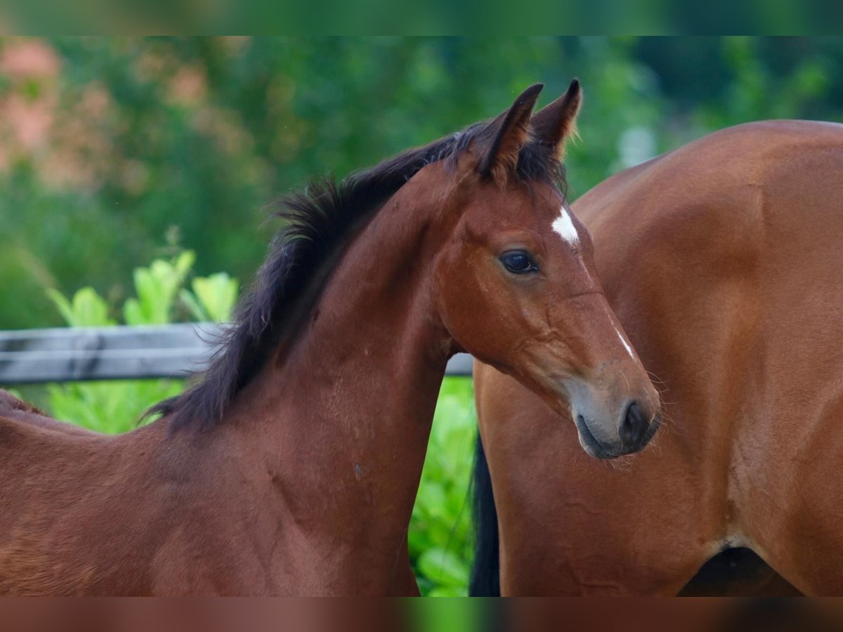 KWPN Hingst Föl (03/2024) Brun in Aalten