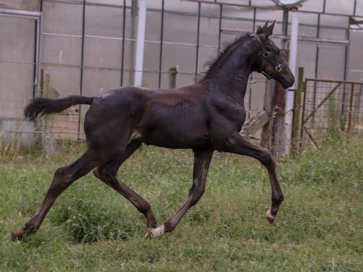 KWPN Hingst Föl (06/2024) Brun in DESTELBERGEN