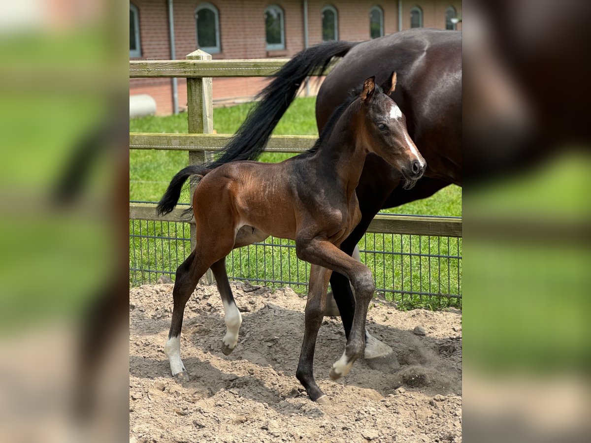 KWPN Hingst Föl (06/2024) Brun in Dreumel