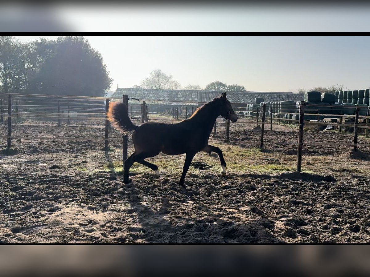 KWPN Hingst Föl (03/2024) Brun in Oosterhout