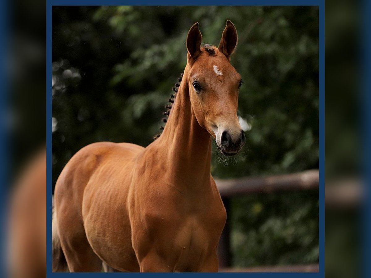 KWPN Hingst Föl (06/2024) Brun in Gieten