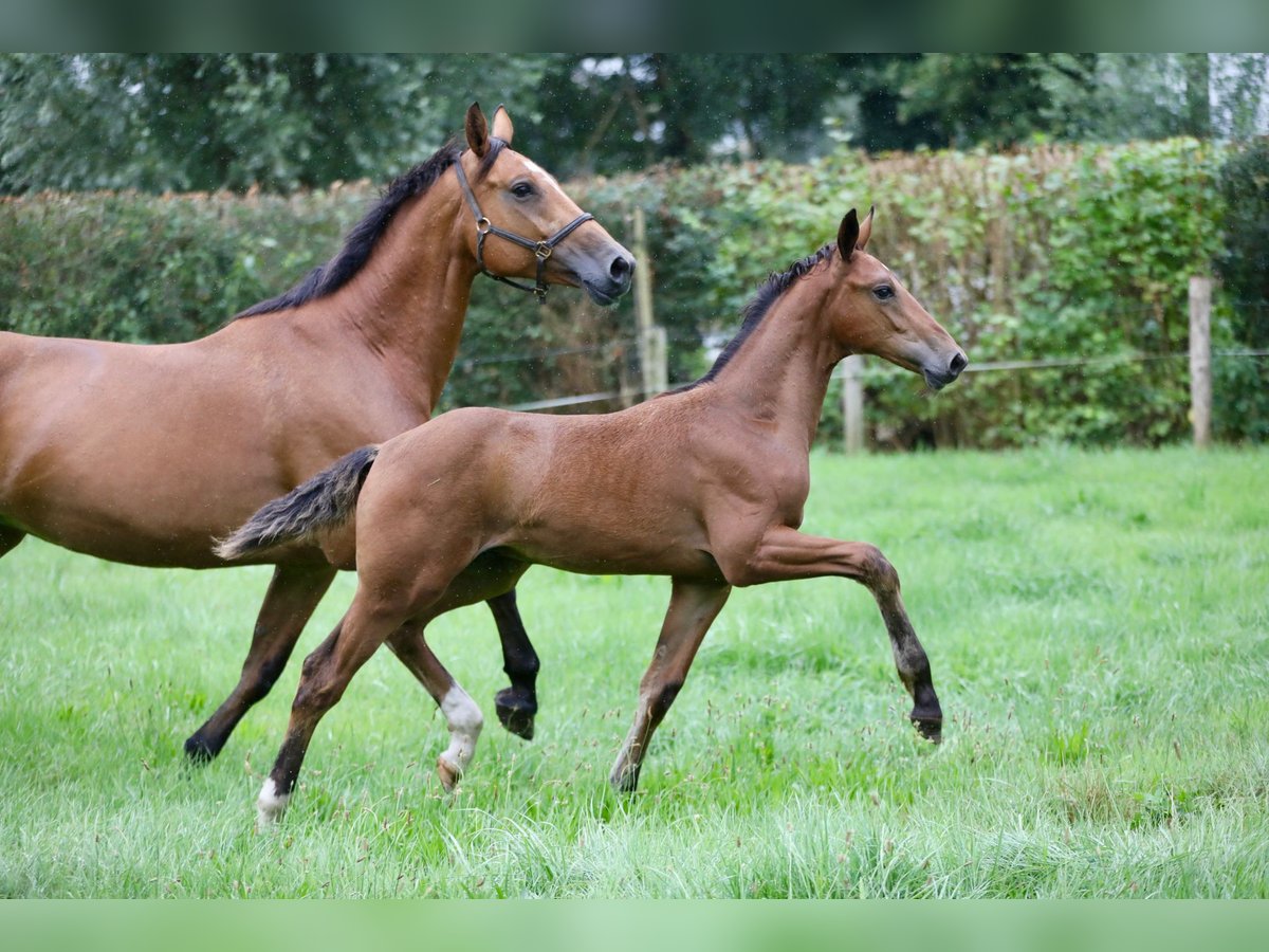 KWPN Blandning Hingst Föl (05/2024) Brun in Wijhe