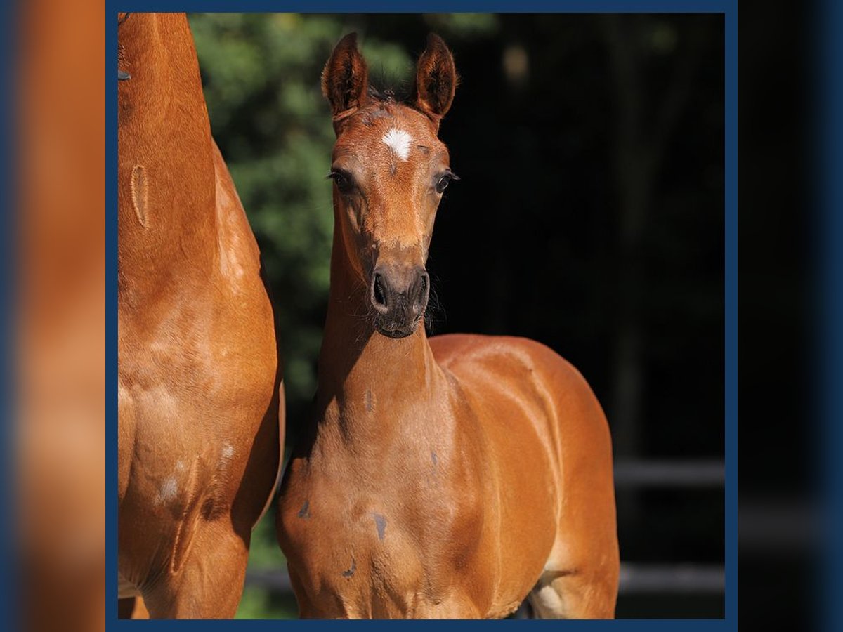 KWPN Hingst Föl (05/2024) Brun in Gieten