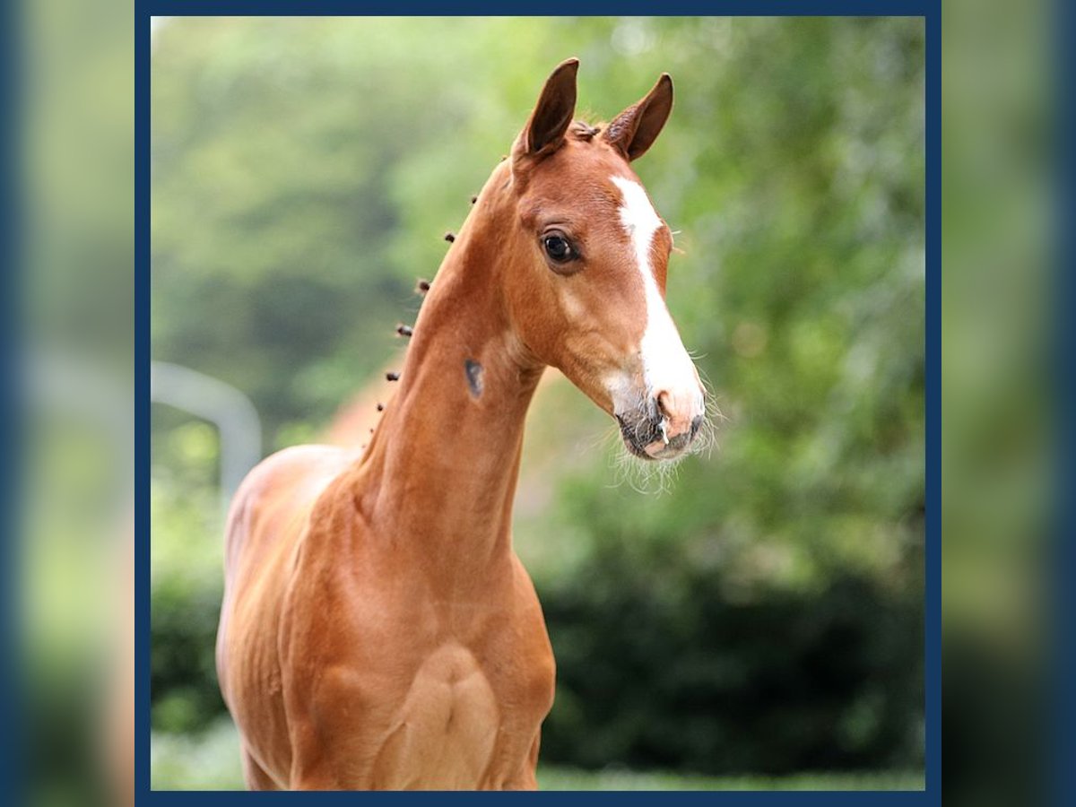 KWPN Hingst Föl (08/2024) Brun in Gieten