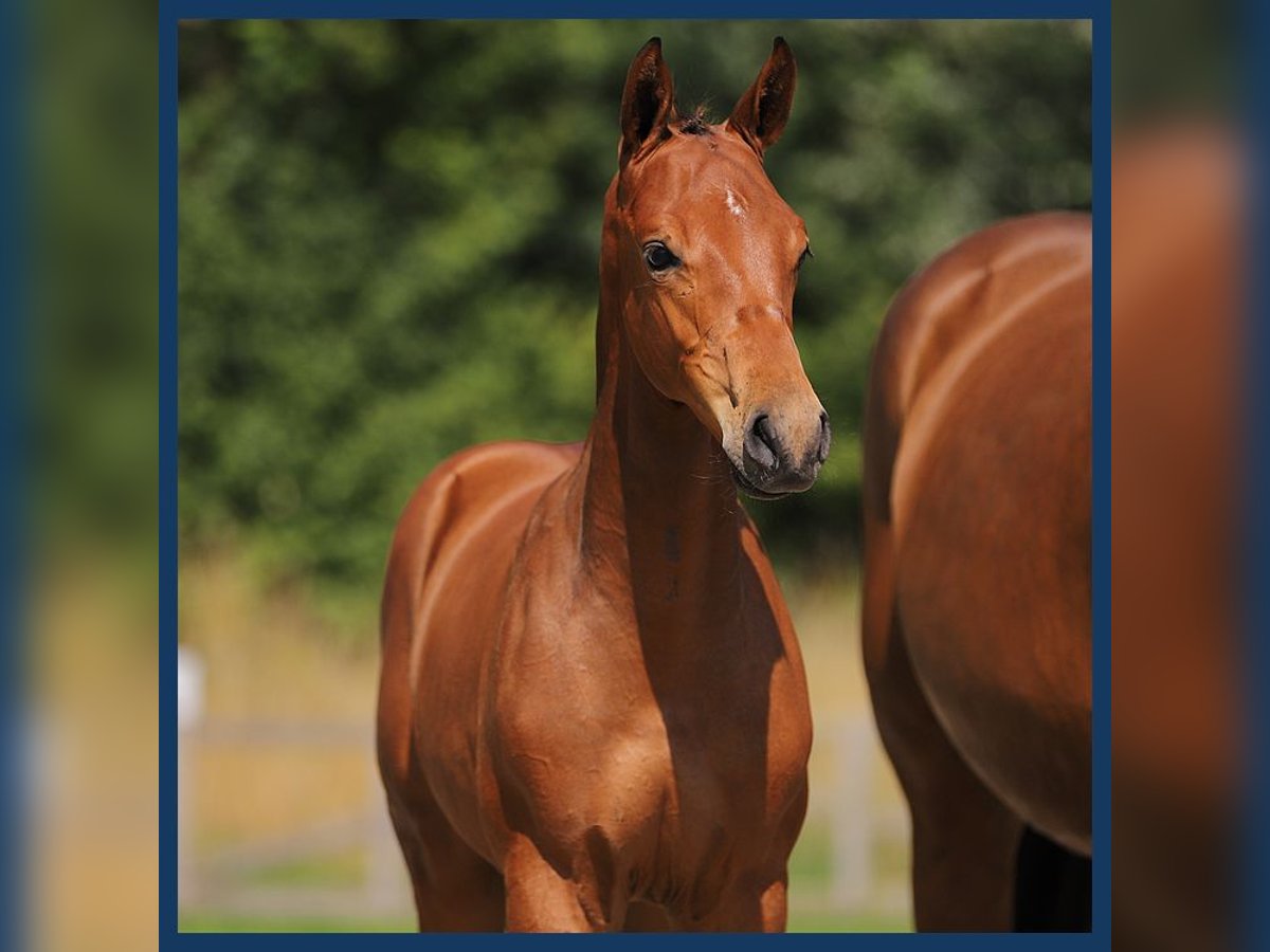 KWPN Hingst Föl (04/2024) Brun in Gieten