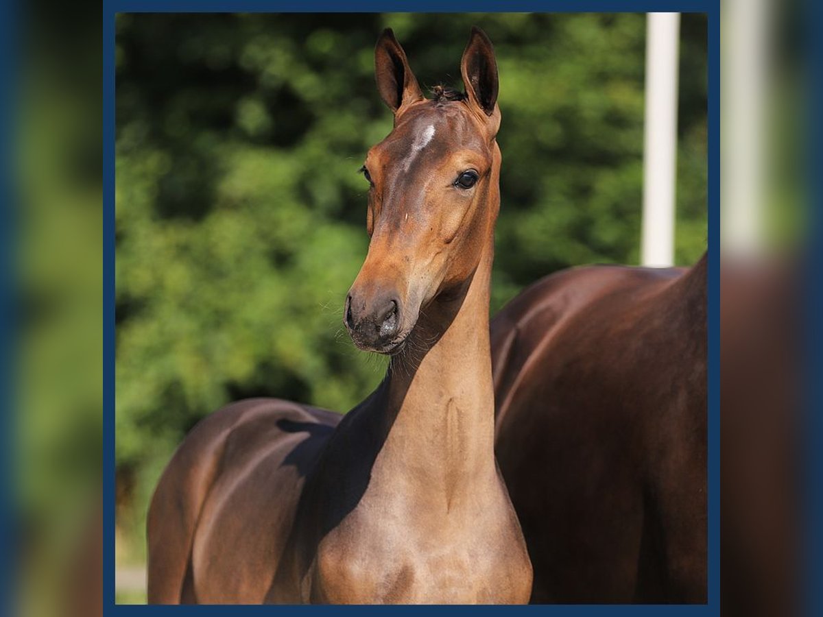 KWPN Hingst Föl (03/2024) Brun in Gieten