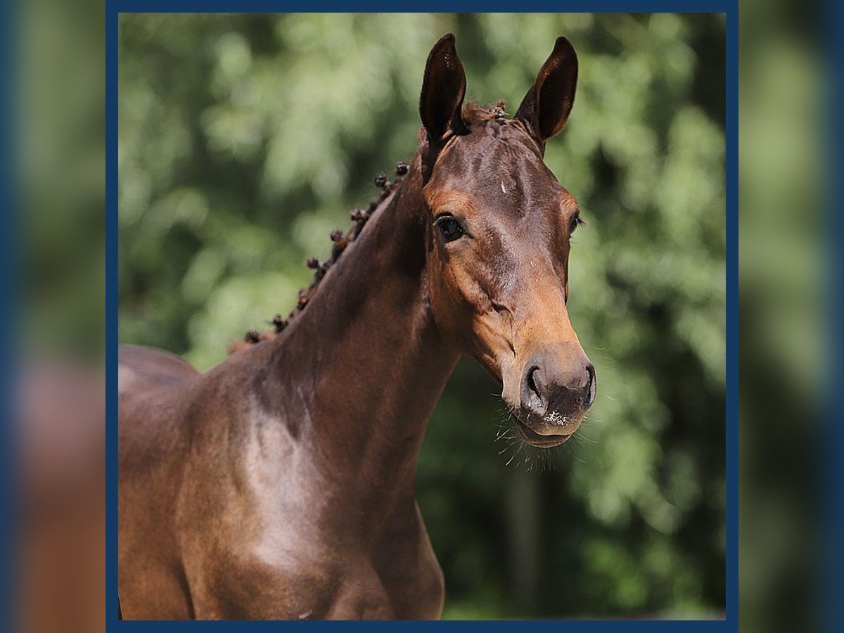 KWPN Hingst Föl (03/2024) Brun in Gieten