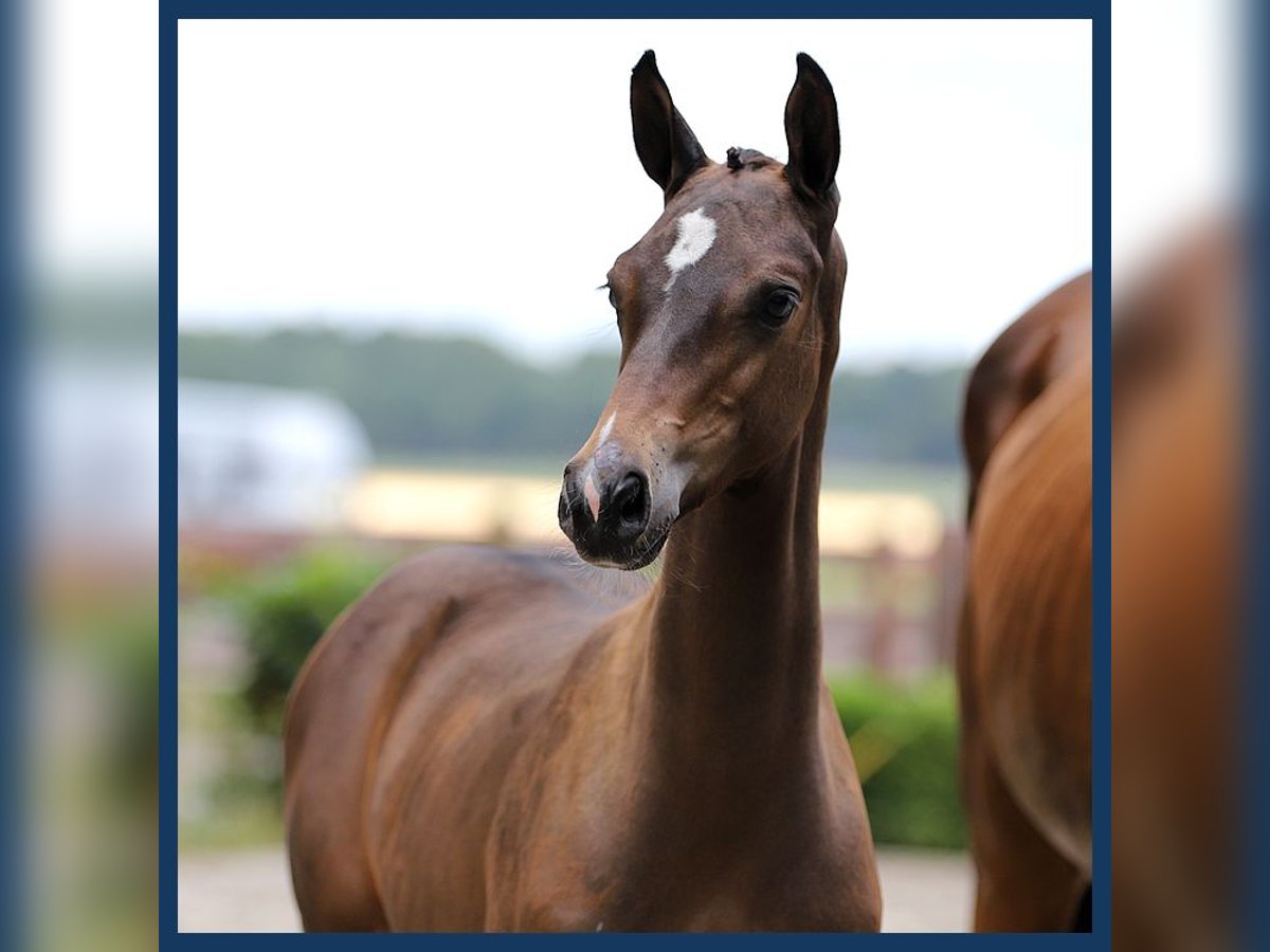 KWPN Hingst Föl (05/2024) Brun in Gieten