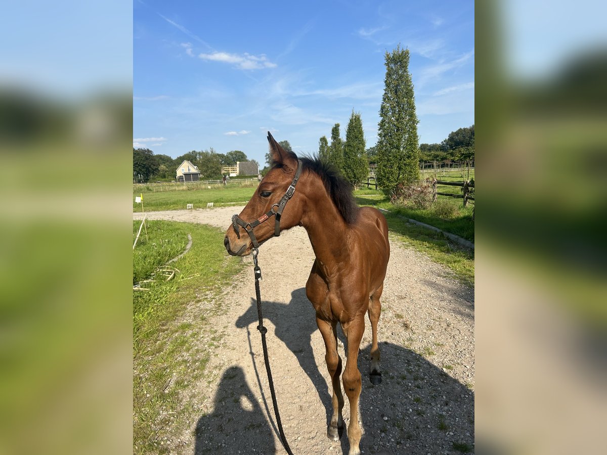 KWPN Hingst Föl (05/2024) Brun in Klarenbeek