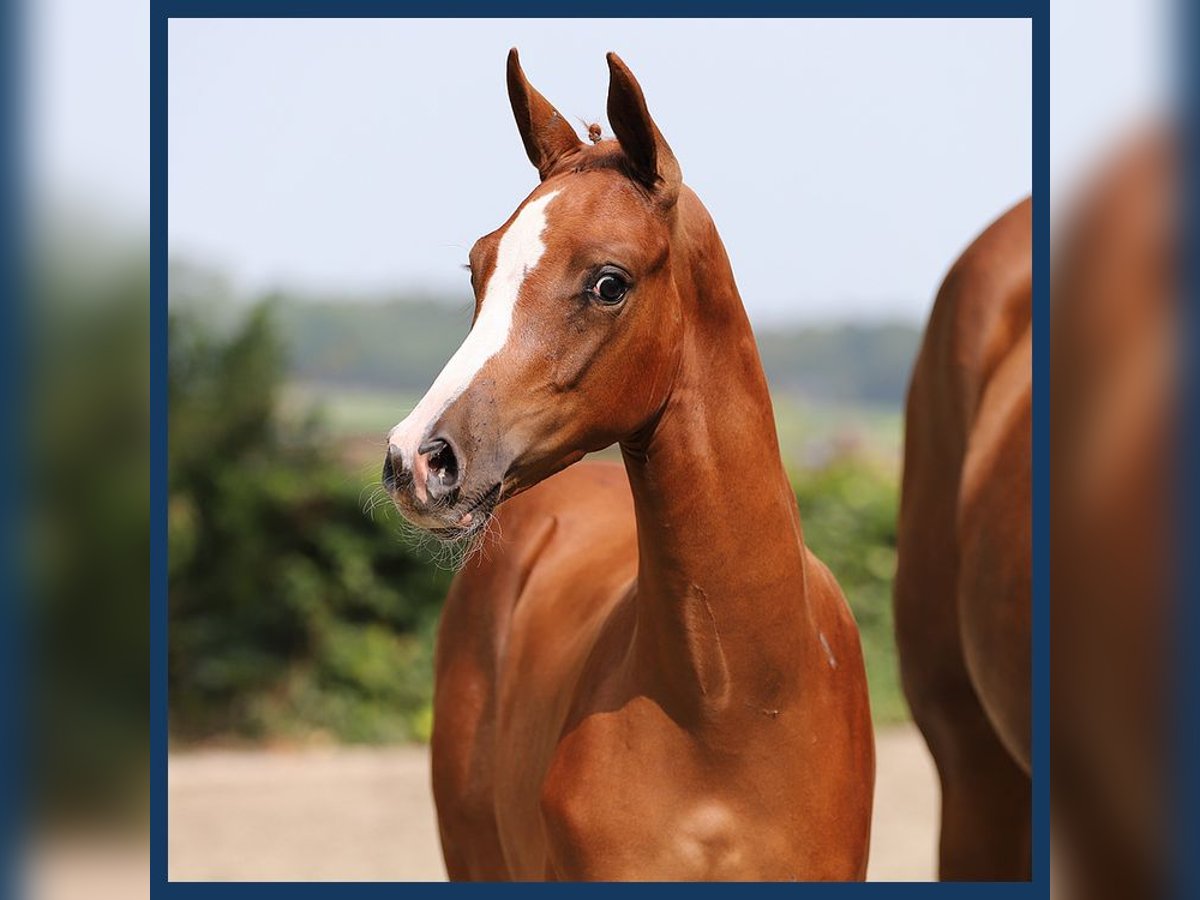 KWPN Hingst Föl (05/2024) fux in Gieten