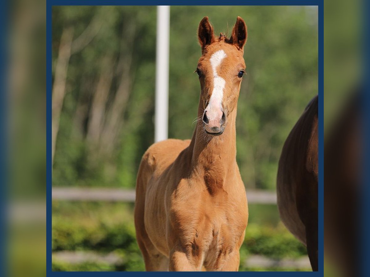 KWPN Hingst Föl (05/2024) fux in Gieten