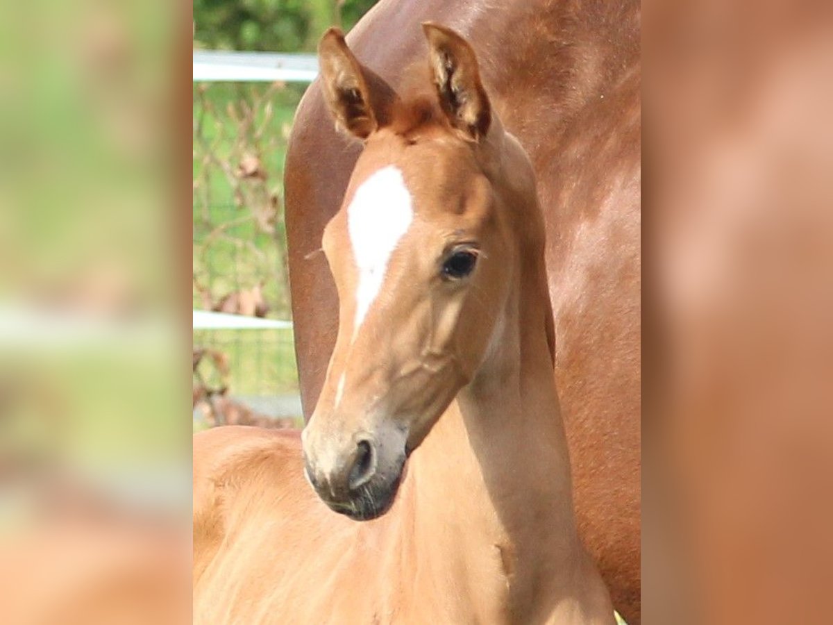 KWPN Hingst Föl (04/2024) fux in Zeeland