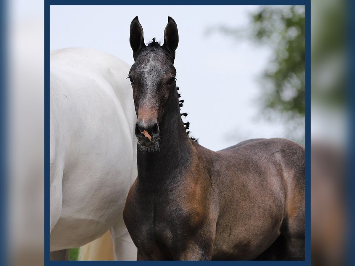 KWPN Hingst Föl (05/2024) Grå in Gieten