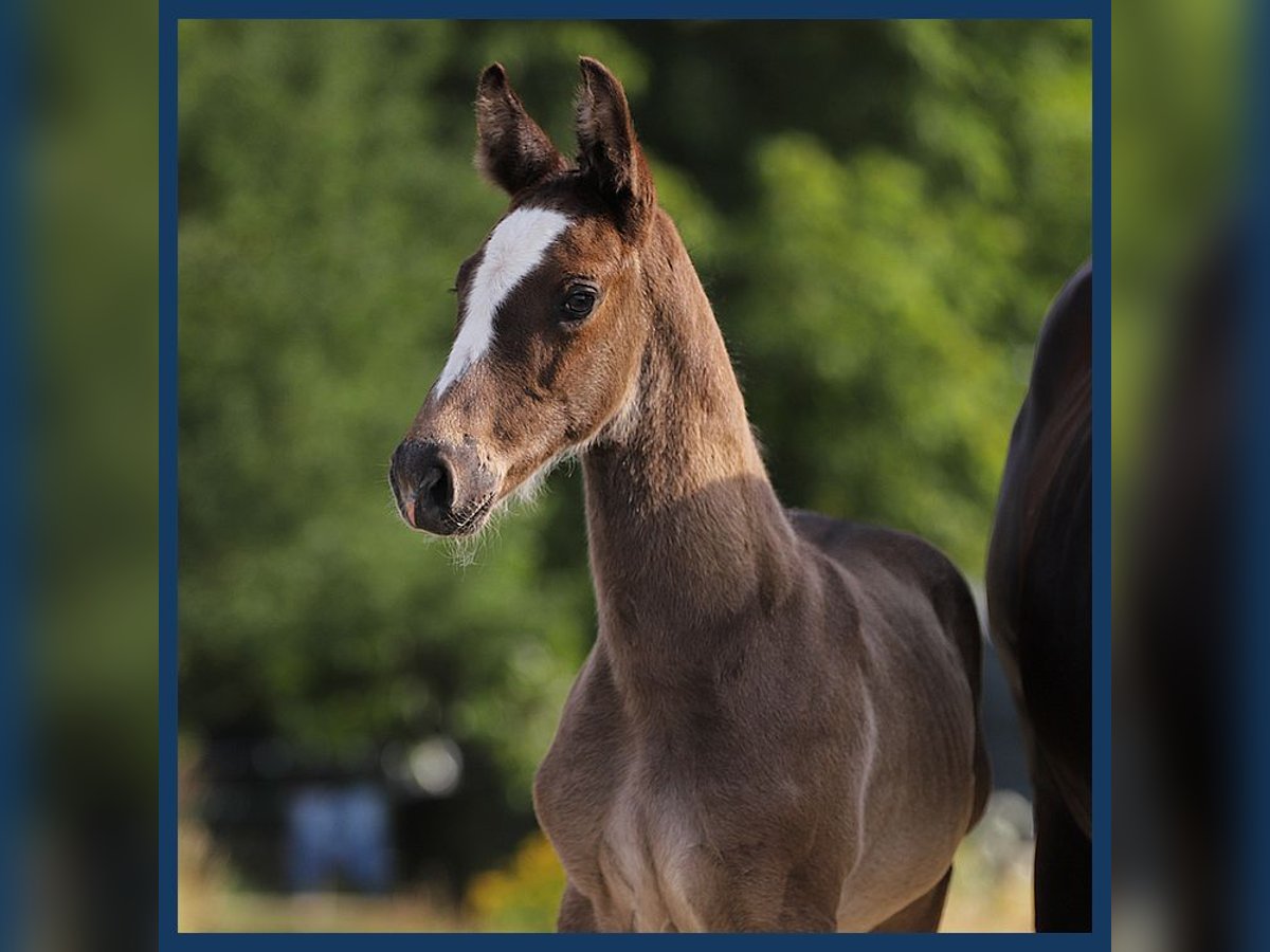 KWPN Hingst Föl (06/2024) Grå in Gieten