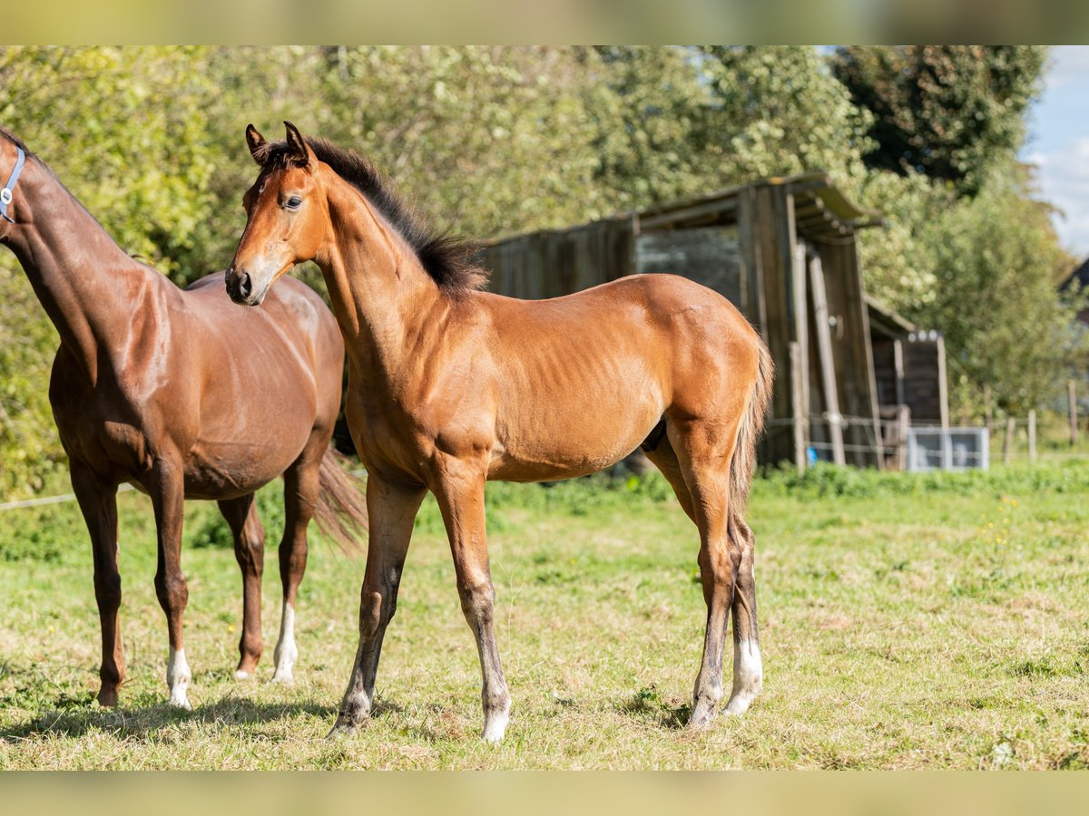 KWPN Hingst Föl (05/2024) Ljusbrun in Tytsjerk