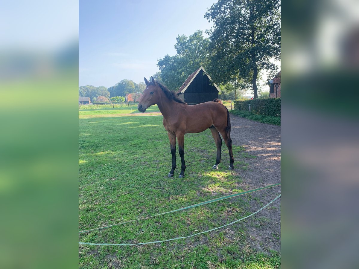 KWPN Hingst Föl (03/2024) Ljusbrun in Oele (Hengelo)