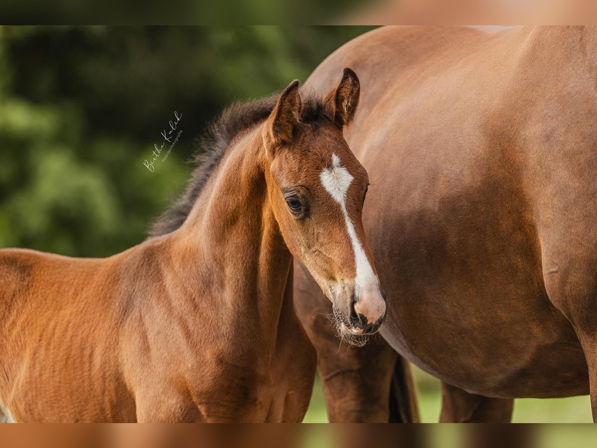 KWPN Hingst Föl (06/2024) Mörkbrun in Alphen aan den Rijn