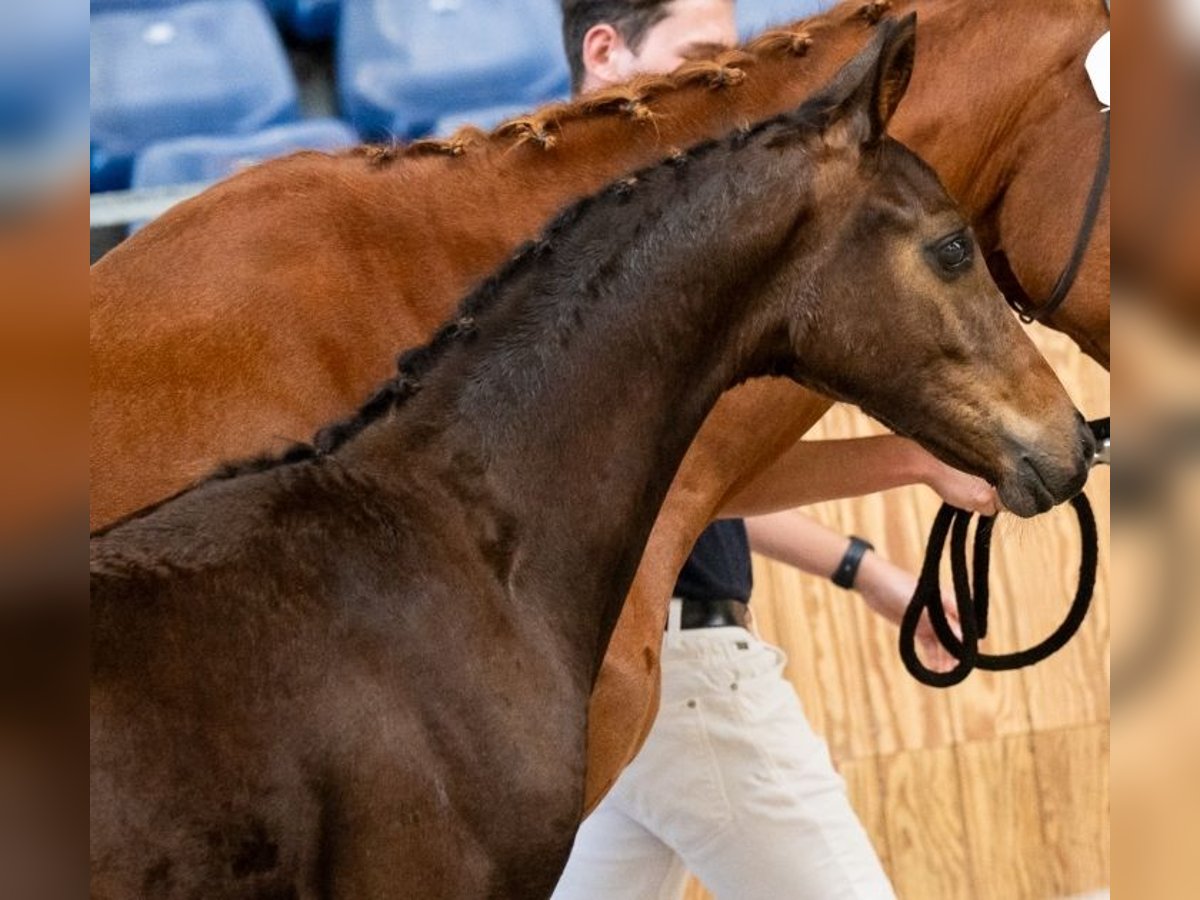 KWPN Hingst Föl (05/2024) Mörkbrun in Elshout