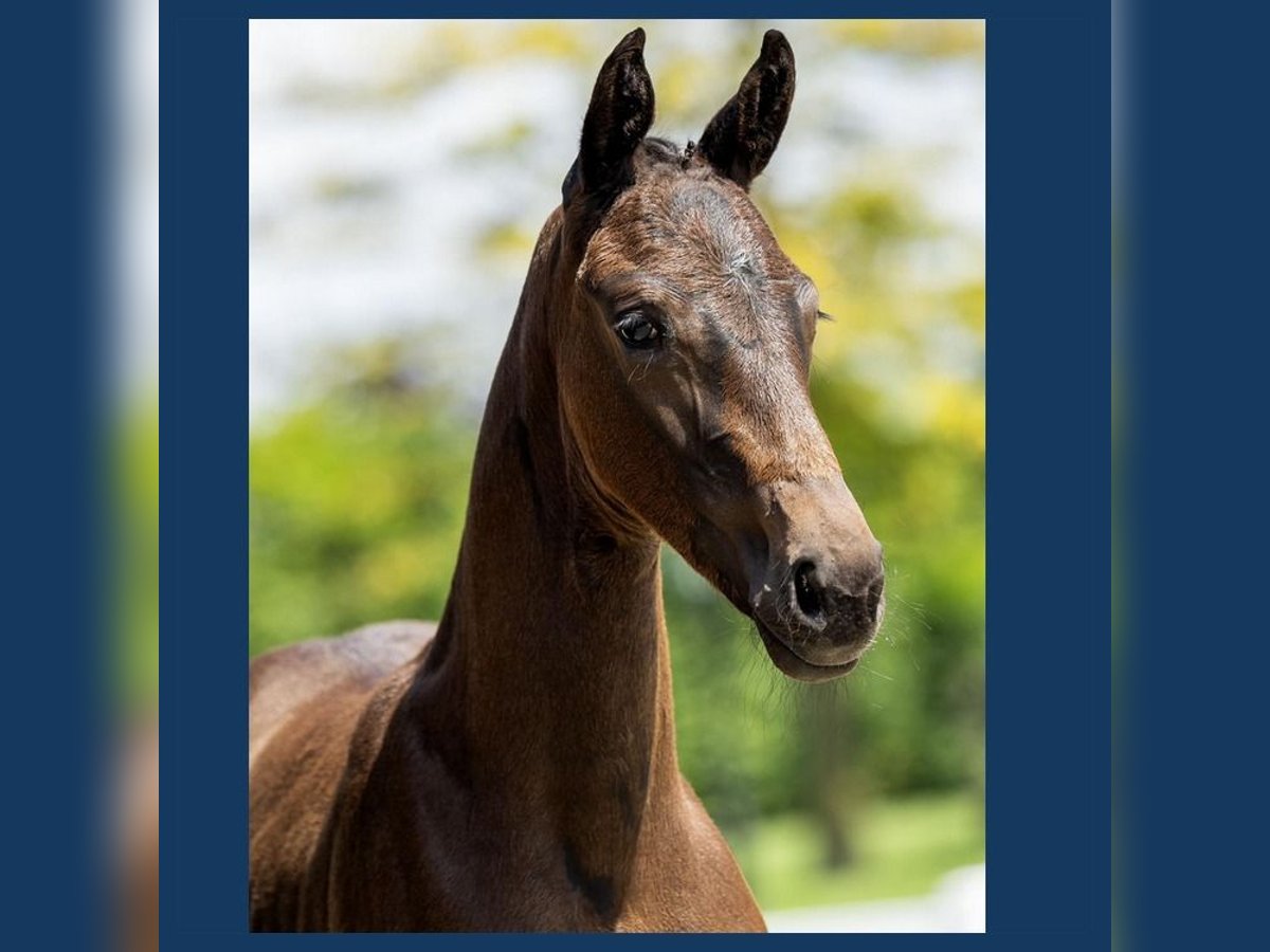 KWPN Hingst Föl (05/2024) Mörkbrun in Gieten